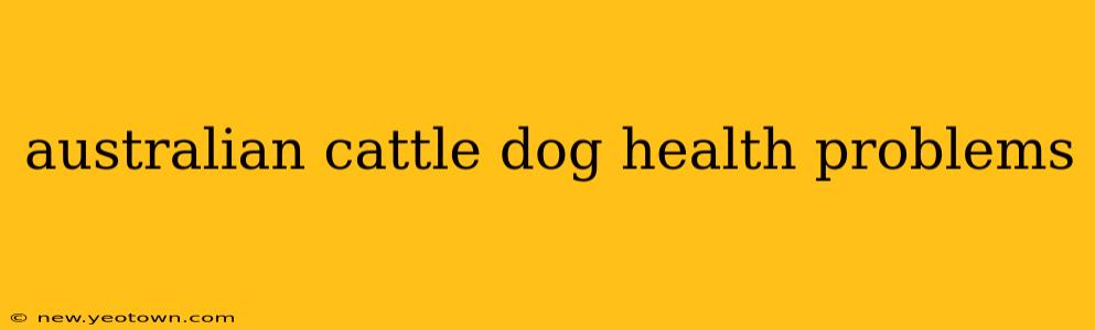 australian cattle dog health problems