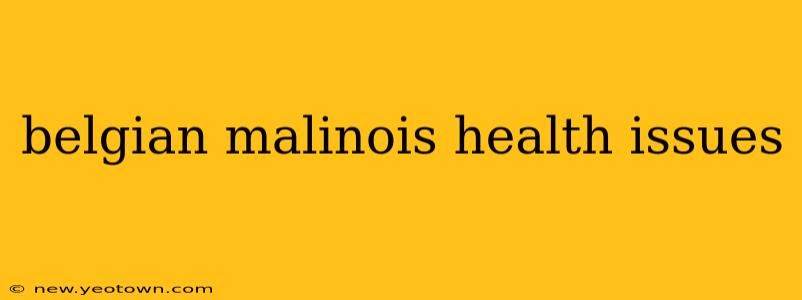 belgian malinois health issues