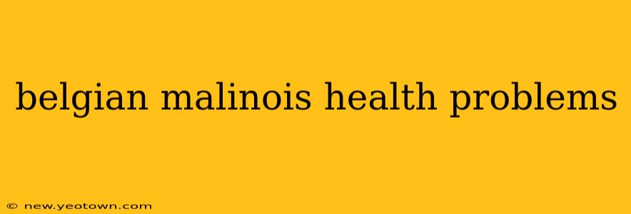 belgian malinois health problems