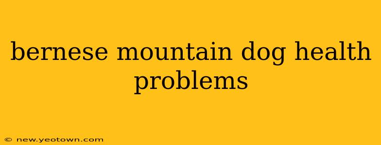 bernese mountain dog health problems