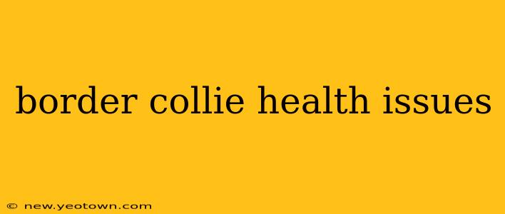 border collie health issues