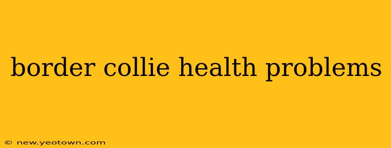 border collie health problems