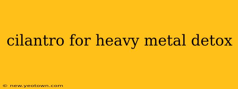 cilantro for heavy metal detox