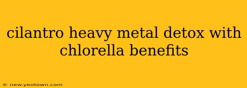 cilantro heavy metal detox with chlorella benefits