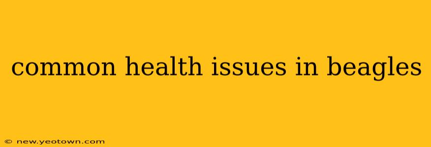 common health issues in beagles