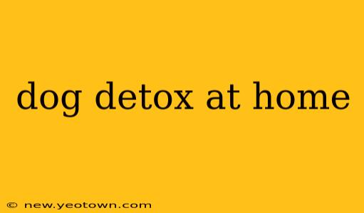 dog detox at home