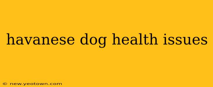 havanese dog health issues