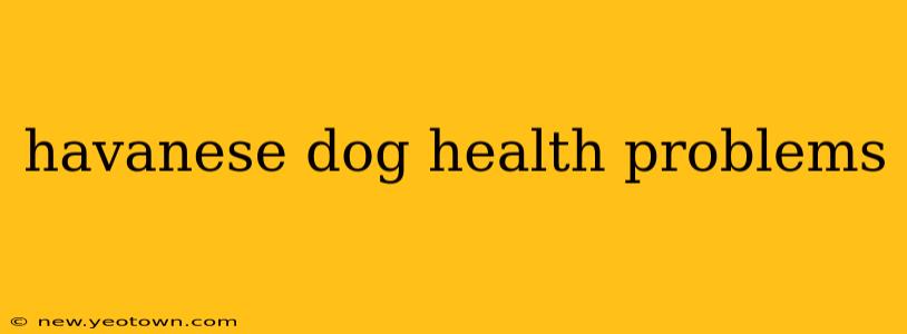 havanese dog health problems