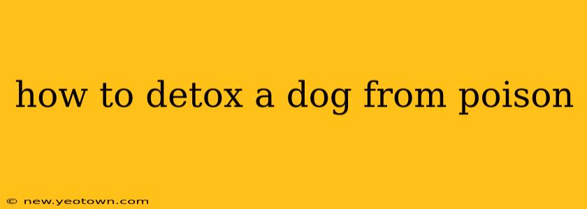 how to detox a dog from poison