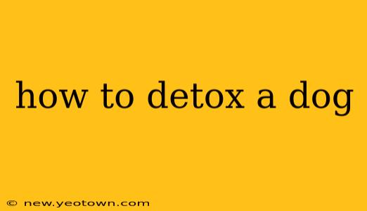 how to detox a dog