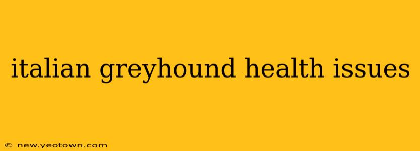 italian greyhound health issues