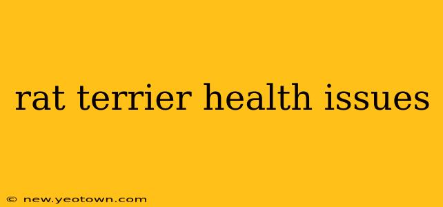 rat terrier health issues