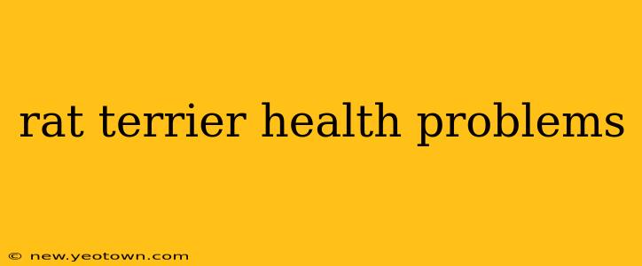 rat terrier health problems
