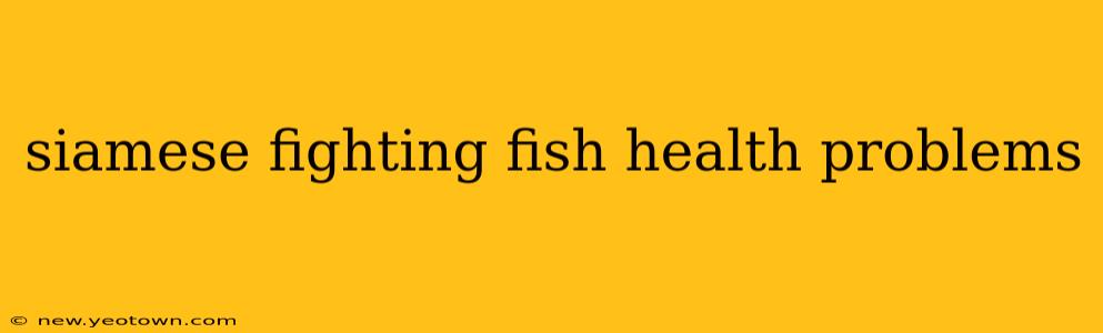 siamese fighting fish health problems