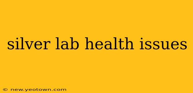 silver lab health issues