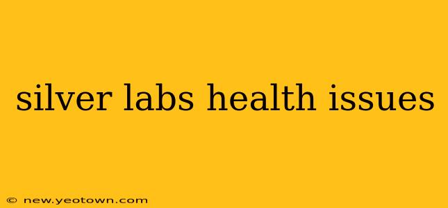 silver labs health issues