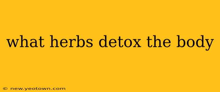 what herbs detox the body